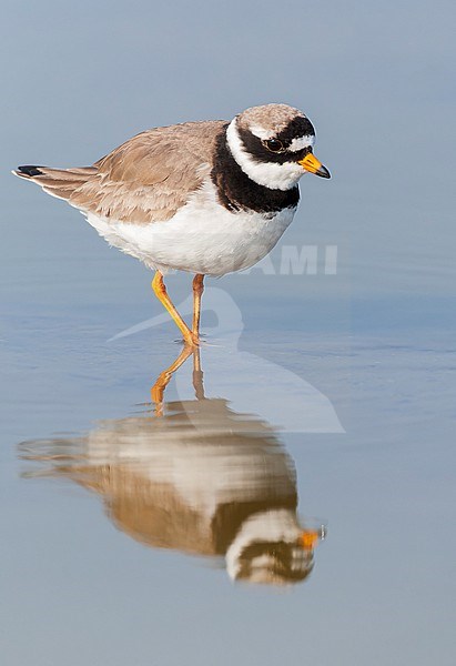 Common Ringed Plover (Charadrius hiaticula) on Texel, Netherlands. stock-image by Agami/Marc Guyt,