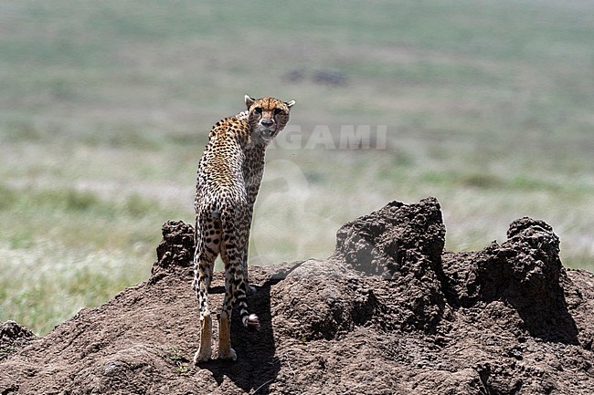 A female cheetah, Acynonix jubatus, on a termite mound and looking at the camera. Seronera, Serengeti National Park, Tanzania stock-image by Agami/Sergio Pitamitz,