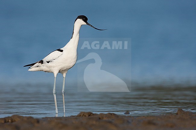 Pied Avocet - Säbelschnäbler - Recurvirostra avoseta, Spain (Mallorca), adult stock-image by Agami/Ralph Martin,