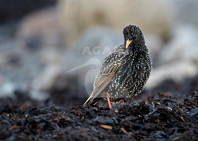 Volwassen Spreeuw, Adult Common Starling stock-image by Agami/Markus Varesvuo,