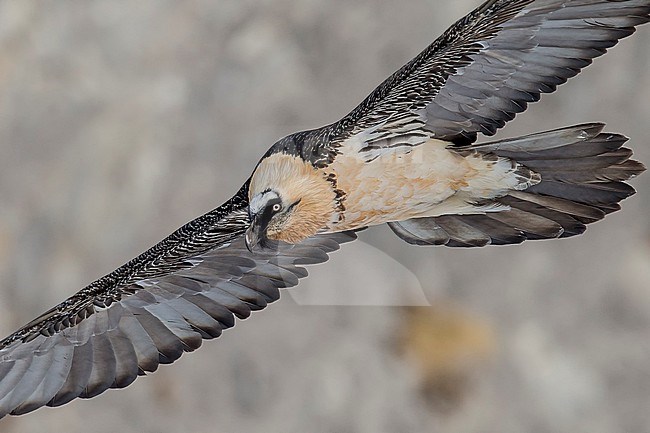 Adult  Bearded Vulture (Gypaetus barbatus) flying in front of brouwnish clifs in the swiss alps. stock-image by Agami/Marcel Burkhardt,