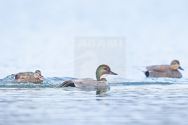 Bronskopeend, Falcated Duck, Mareca falcata stock-image by Agami/Menno van Duijn,