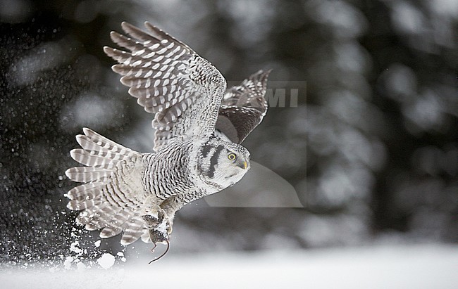 Hawk Owl (Surnia ulula) Kuusamo Finland February 2016 stock-image by Agami/Markus Varesvuo,