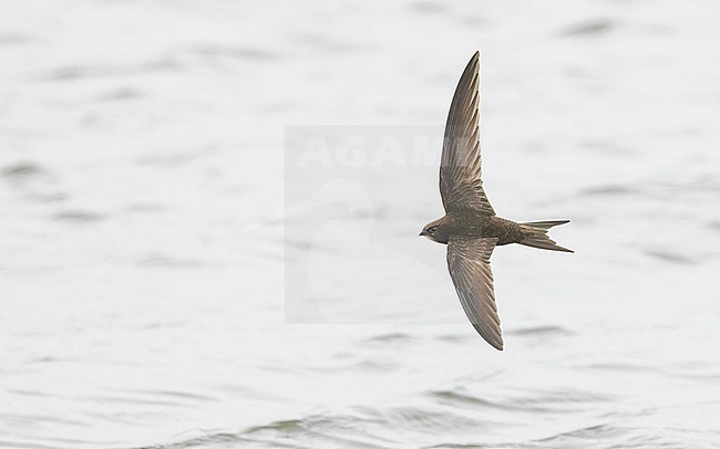 Common swift (Apus apus) in flight above the water of a lake, showing upperwing and tail. stock-image by Agami/Lennart Verheuvel,