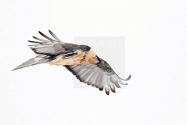 Adult Bearded Vulture (Gypaetus barbatus barbatus), in flight over snow-covered Alps in Switzerland. Also known as Lammergeier. stock-image by Agami/Ralph Martin,