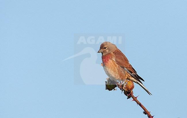 Adult male Common Linnet (Linaria cannabina) perched on top of a twig in the Netherlands.
Formerly known as Carduelis cannabina. stock-image by Agami/Marc Guyt,