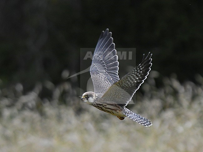 Side view of a juvenile Red-footed Falcon (Falco vespertinus) in flight eating a grasshopper. Finland stock-image by Agami/Markku Rantala,