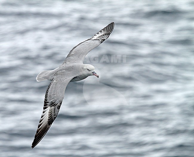Southern Fulmar (Fulmarus glacialoide) flying over the souther Atlantic Ocean near Antarctica. stock-image by Agami/Pete Morris,