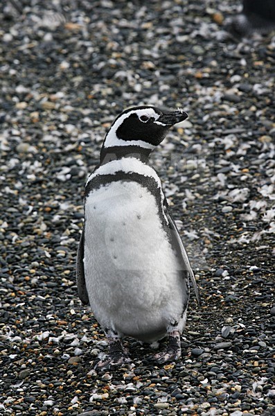 Magelhaenpinguin op het strand; Magellanic Penguin on the shore stock-image by Agami/Marc Guyt,