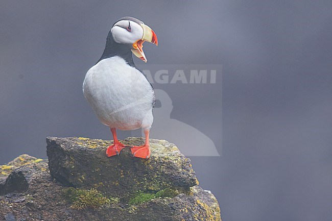 Horned Puffin (Fratercula corniculata) at a breeding colony on St Paul Island, Alaska stock-image by Agami/Dubi Shapiro,