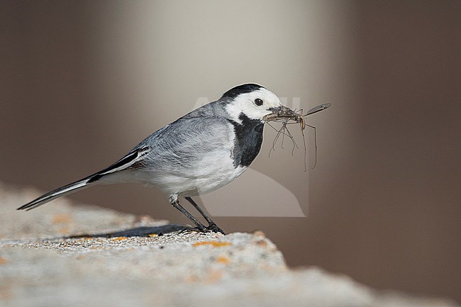 White Wagtail - Bachstelze - Motacilla alba baicalensis, adult male stock-image by Agami/Ralph Martin,