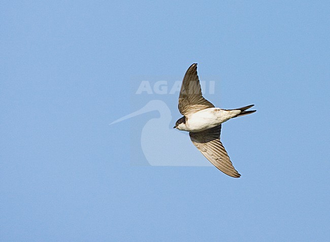 House Martin flying, Huiszwaluw vliegend stock-image by Agami/Marc Guyt,