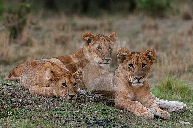 Three lion cubs, Panthera leo, resting together. Masai Mara National Reserve, Kenya. stock-image by Agami/Sergio Pitamitz,