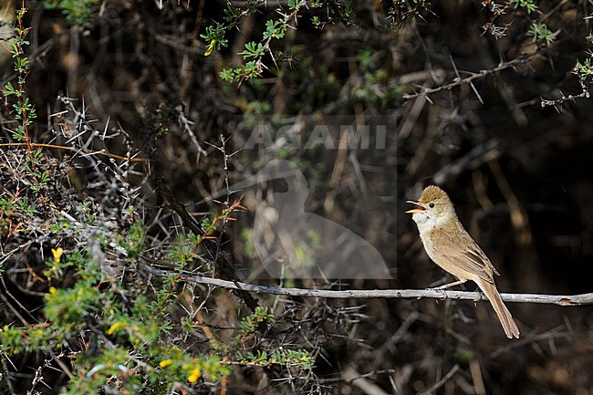 Thick-billed Warbler - Dickschnabel-Rohrsänger - Arundinax aedon ssp. aedon, Russia, adult stock-image by Agami/Ralph Martin,