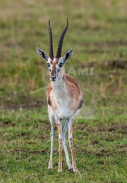 Portrait of a Thomson's gazelle, Gazella thomsoni. Masai Mara National Reserve, Kenya. stock-image by Agami/Sergio Pitamitz,