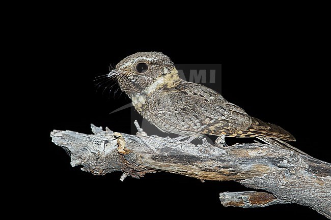 Adult male
Pima Co., AZ
May 2014 stock-image by Agami/Brian E Small,