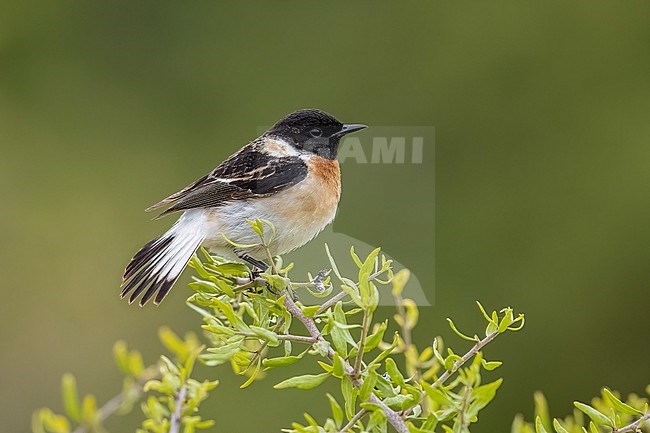 First-summer male Siberian Stonechat (Saxicola maurus hemprichii) aka Hemprich's Stonechat perched on a bush in El Greco, Cyprus. stock-image by Agami/Vincent Legrand,