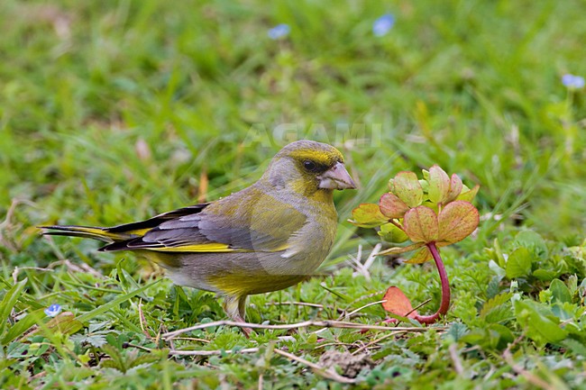 Foeragerend mannetje Groenling; Foraging male European Greenfinch stock-image by Agami/Daniele Occhiato,