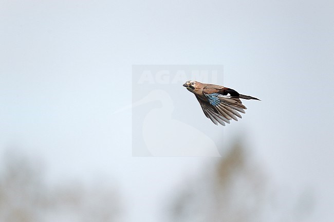 Migrating Eurasian Jay (Garrulus glandarius) in the Netherlands. stock-image by Agami/Ran Schols,