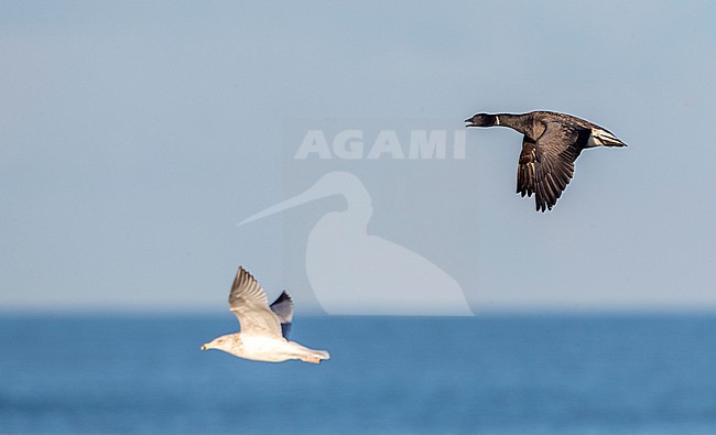 Dark-bellied Brent Goose (Branta bernicla bernicla) on the beach of Katwijk, Netherlands. Calling in flight stock-image by Agami/Marc Guyt,