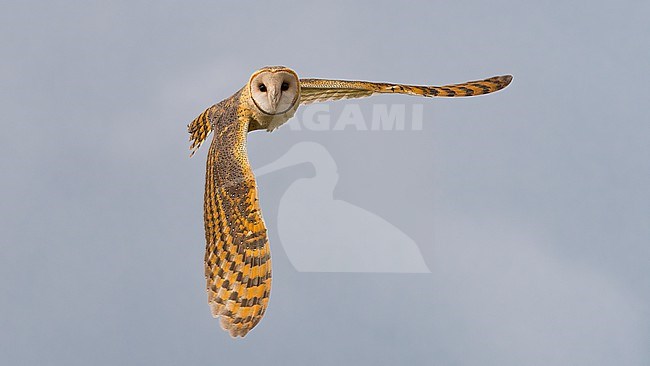 Flight photo of an adult Barn Owl in flight, Tanzania stock-image by Agami/Markku Rantala,