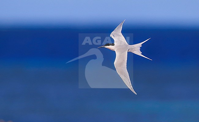 Adult Roseate Tern (Sterna dougallii) flying in front of bright blue ocean in Australia. stock-image by Agami/Georgina Steytler,