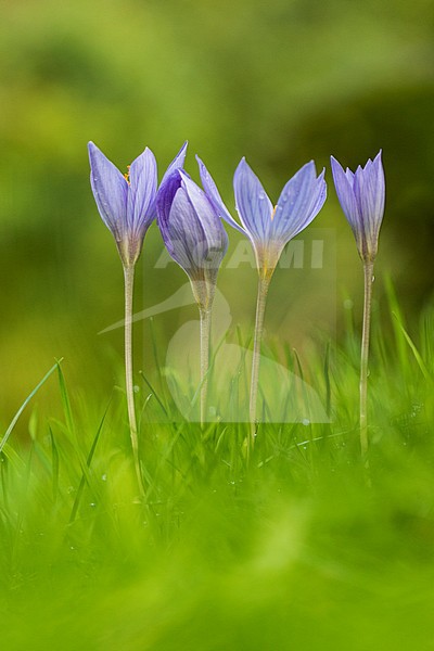 Bieberstein's Crocus stock-image by Agami/Wil Leurs,