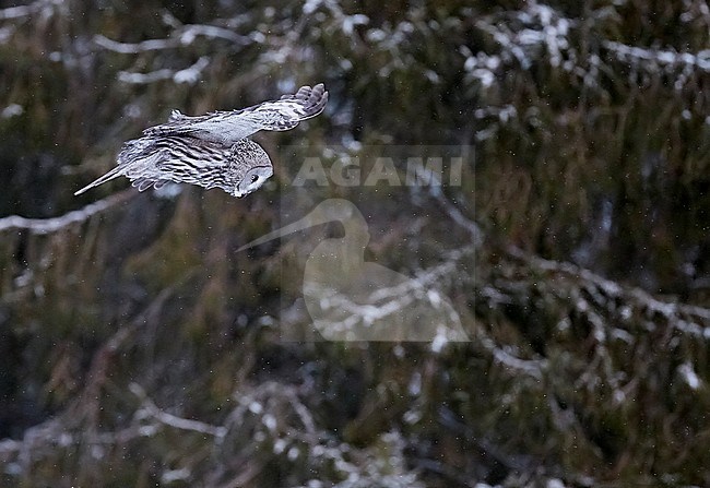 Great Grey Owl (Strix nebulosa) Kempele Finland January 2018 stock-image by Agami/Markus Varesvuo,