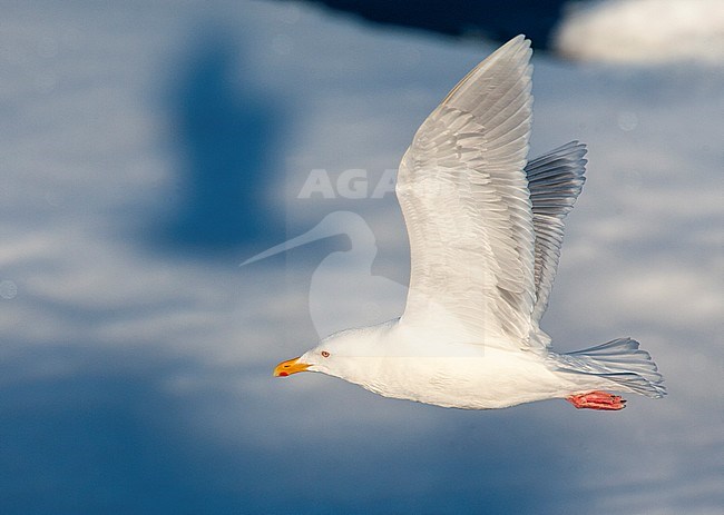 Adult Glaucous Gull (Larus hyperboreus) flying above drift ice north of Svalbard, arctic Norway. With its own shadow in the background. stock-image by Agami/Marc Guyt,