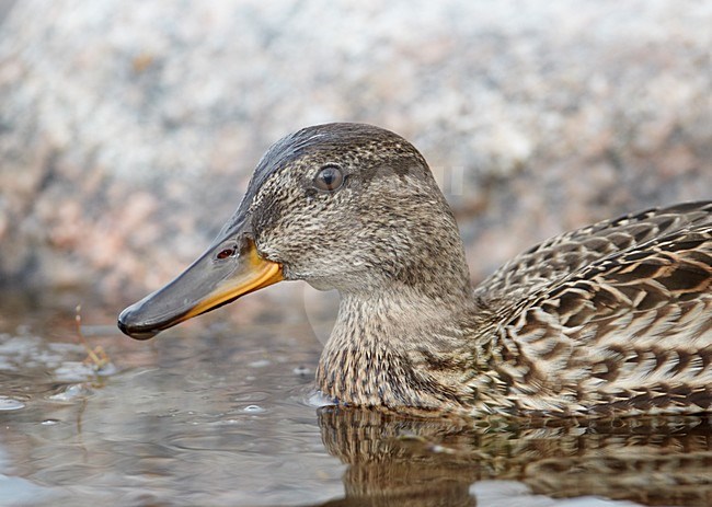 Vrouwtje Wintertaling; Female Common Teal stock-image by Agami/Markus Varesvuo,