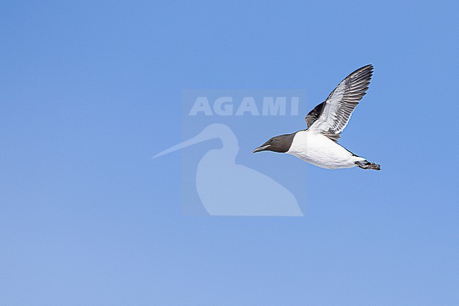  stock-image by Agami/Menno van Duijn,