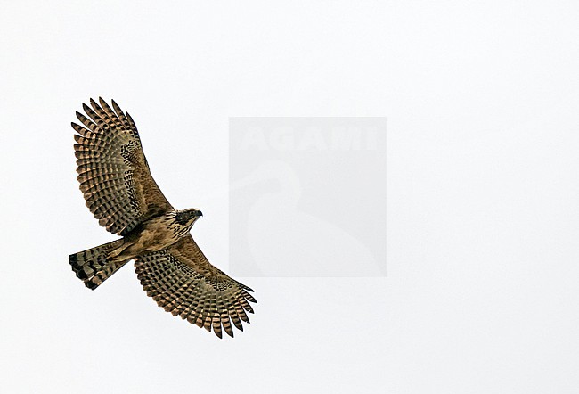 Philippine Hawk-Eagle (Nisaetus philippensis) in the Philippines. stock-image by Agami/Pete Morris,