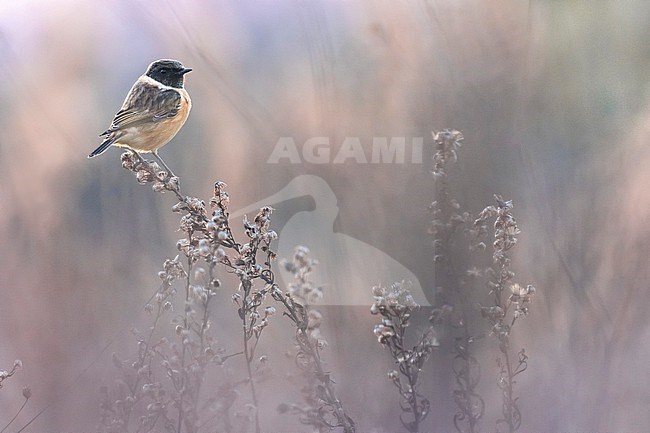 European Stonechat (Saxicola rubicola) in Italy. stock-image by Agami/Daniele Occhiato,