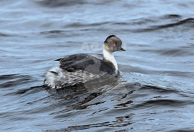 A swimming Silvery Grebe stock-image by Agami/Jacques van der Neut,
