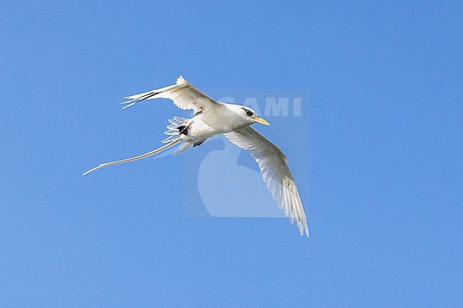 White-tailed Tropicbird (Phaeton lepturus) in flight. stock-image by Agami/David Monticelli,