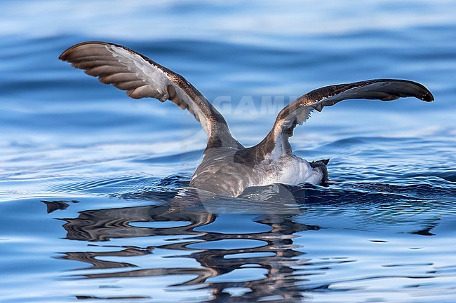 Yelkouan shearwaters breed on islands and coastal cliffs in the eastern and central Mediterranean. It is seen here foraging with its head under the water of the Mediterranean Sea of the coast of Sardinia. stock-image by Agami/Jacob Garvelink,