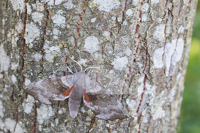 Laothoe populi - Poplar hawk-moth - Pappelschwärmer, Germany (Baden-Württemberg), imago stock-image by Agami/Ralph Martin,