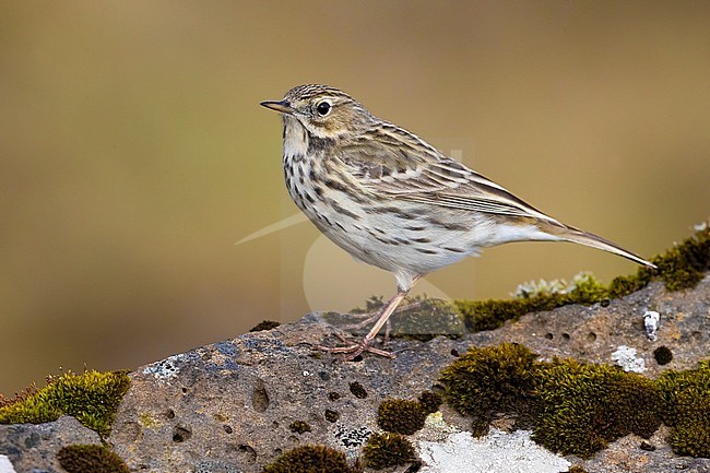 Adult Meadow Pipit (Anthus pratensis) during breeding season on the tundra on Iceland. stock-image by Agami/Daniele Occhiato,