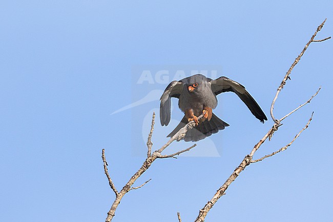 Amur Falcon - Amurfalke - Falco amurensis, Russia, adult male stock-image by Agami/Ralph Martin,