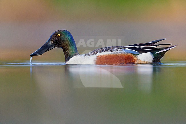 Northern Shoveler (Spatula clypeata, side view of an adult male in the water, Campania, Italy stock-image by Agami/Saverio Gatto,