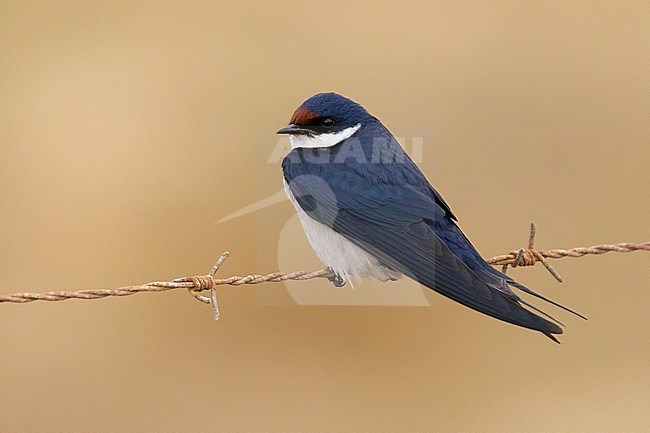 White-throated Swallow (Hirundo albigularis), adult perched on a barbed wire, Western Cape, South Africa stock-image by Agami/Saverio Gatto,