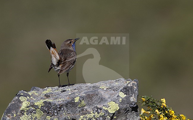 Adult male Iberian Bluethroat (Luscinia svecica azuricollis) perched on a rock at the Cantabrian Mountains, Castillia y Leon, Spain stock-image by Agami/Helge Sorensen,