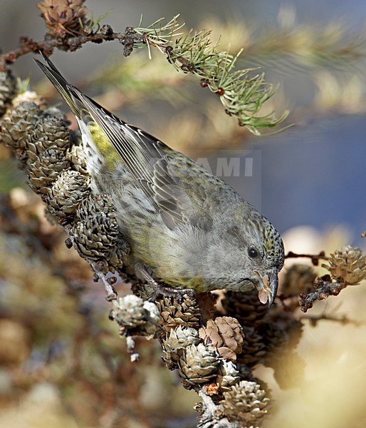 Onvolwassen Kruisbek foeragerend in larix; Immature Common Crosbill foraging in larch stock-image by Agami/Markus Varesvuo,