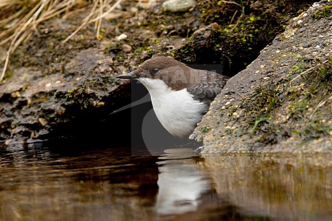Waterspreeuw voedsel zoekend Nederland, White-throated Dipper foraging Netherlands stock-image by Agami/Wil Leurs,