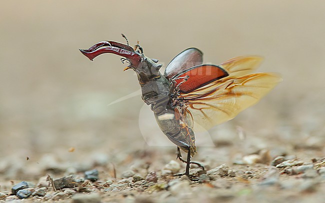Stag beetle (Lucanus cervus) in flight stock-image by Agami/Lennart Verheuvel,