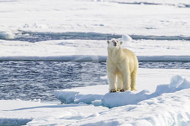 Mother near her Polar Bear cub observed from the lower deck of the Polarstern - AWI Expedition in Haussgarden, Greenland sea. stock-image by Agami/Vincent Legrand,