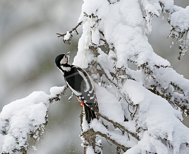 Grote Bonte Specht in winters landschap; Great Spotted Woodpecker in wintersetting stock-image by Agami/Markus Varesvuo,