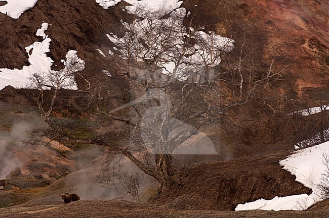 Kamtsjatkabeer, Kamchatka Brown Bear stock-image by Agami/Sergey Gorshkov,