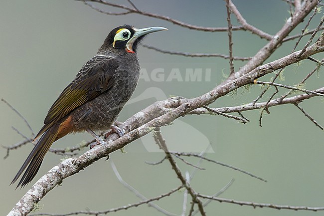 Yellow-browed Melidectes (Melidectes rufocrissalis) perched on a branch in Papua New Guinea stock-image by Agami/Dubi Shapiro,