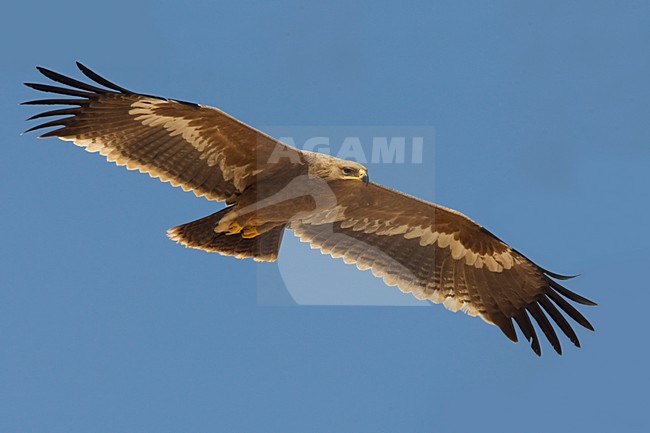 Juveniele Steppearend in de vlucht; Juvenile Steppe Eagle in flight stock-image by Agami/Daniele Occhiato,